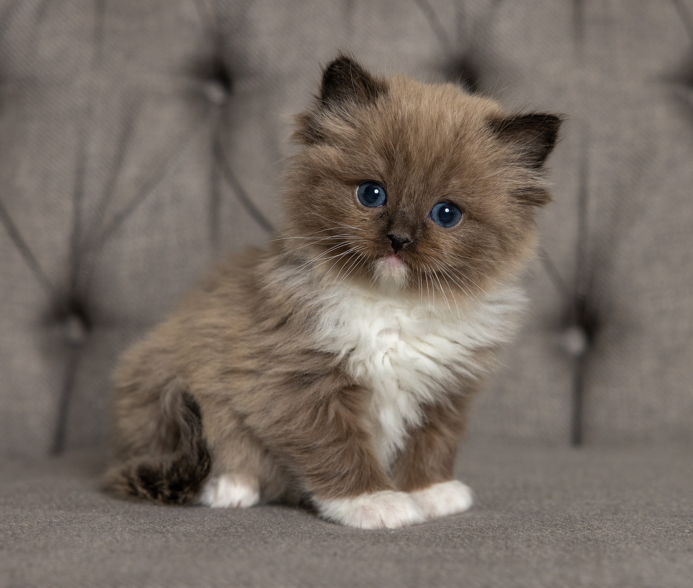 Ragdoll kitten from a past Little York litter, photo 3