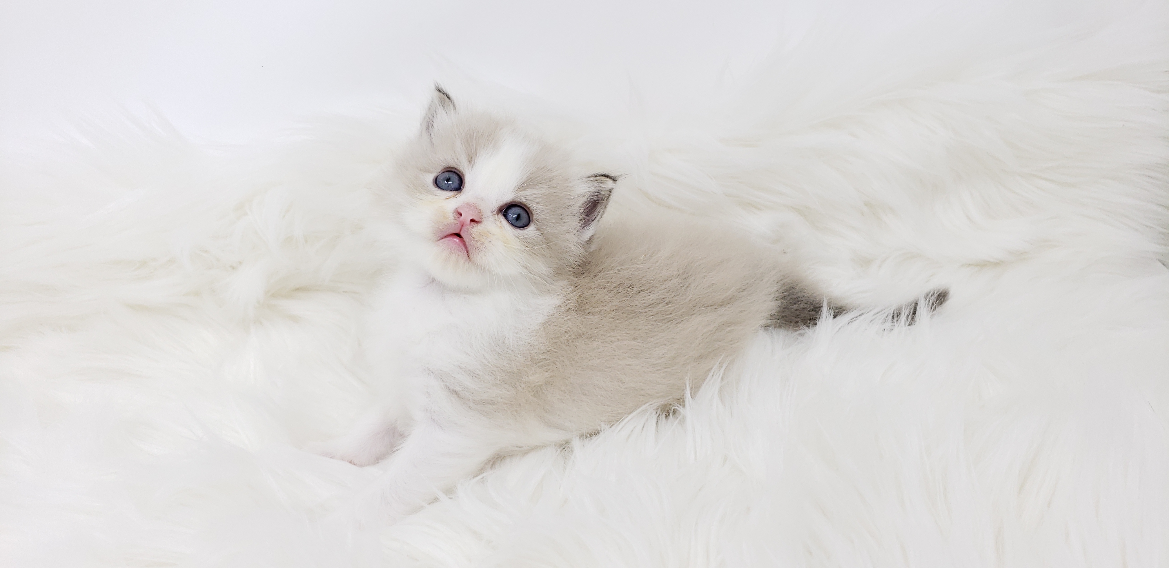 Little York Ragdoll kitten with blue eyes, raised at home in Toronto