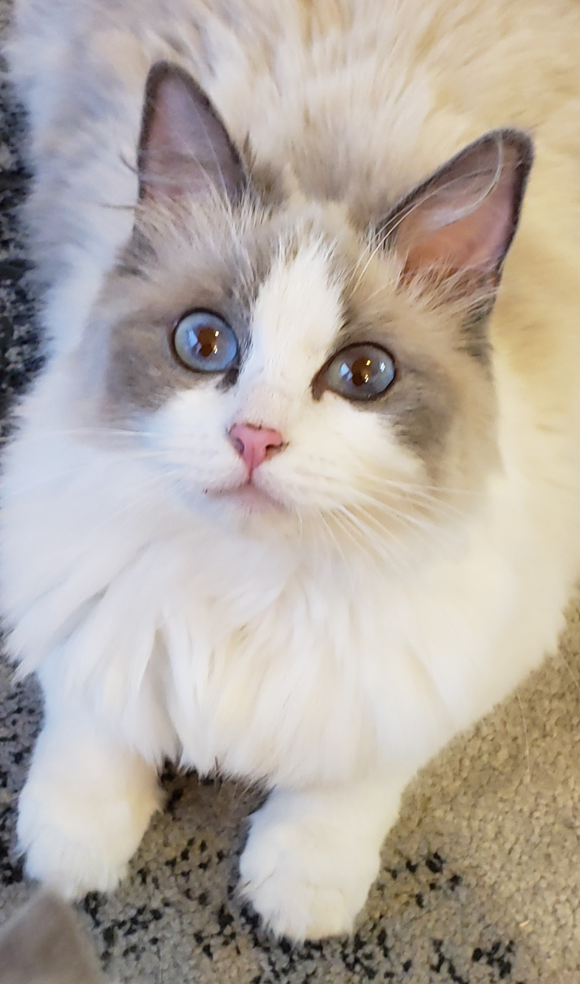 Ragdoll kitten from a past Little York litter, photo 5