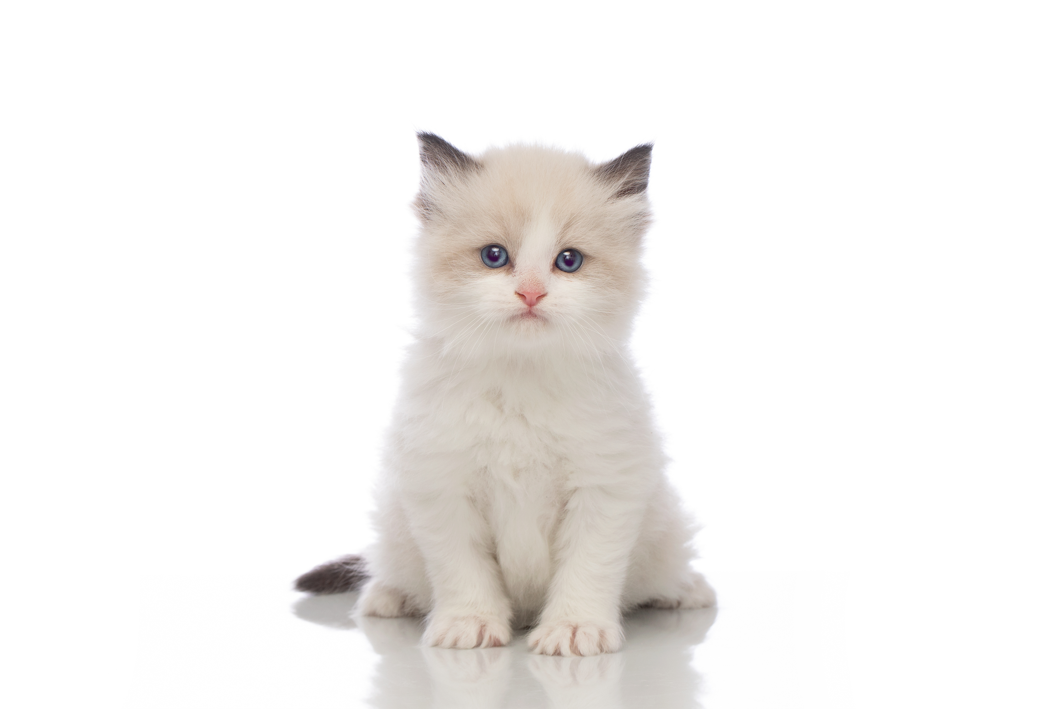 Little York Ragdoll kitten in Toronto